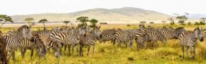 Africa – Amazing African Safari