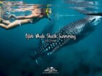 Oslob Whale Shark Swimming
