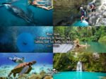 Whale Shark Canyoneering to Kawasan Falls Sardines and Sea Turtles