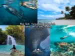Whale Shark Kawasan Falls Lambug Sardines and Sea Turtles