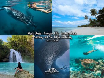 Whale Shark + Kawasan Falls + Lambug Beach + Sardines and Sea Turtles Day Tour
