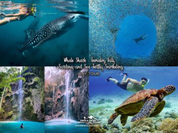 Whale Shark + Tumalog Falls + Sardines and Sea Turtles Day Tour