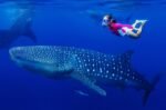 Oslob Whale Shark Swimming