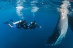 Oslob Whale Shark Swimming